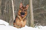 BERGER ALLEMAND 479